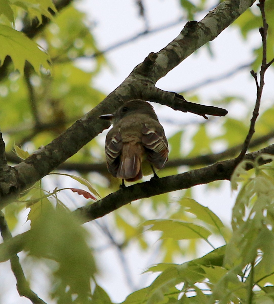 Great Crested Flycatcher - ML326516761