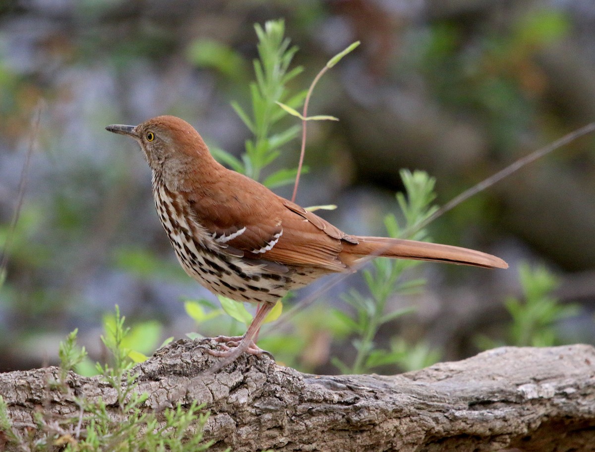 Brown Thrasher - ML326516951