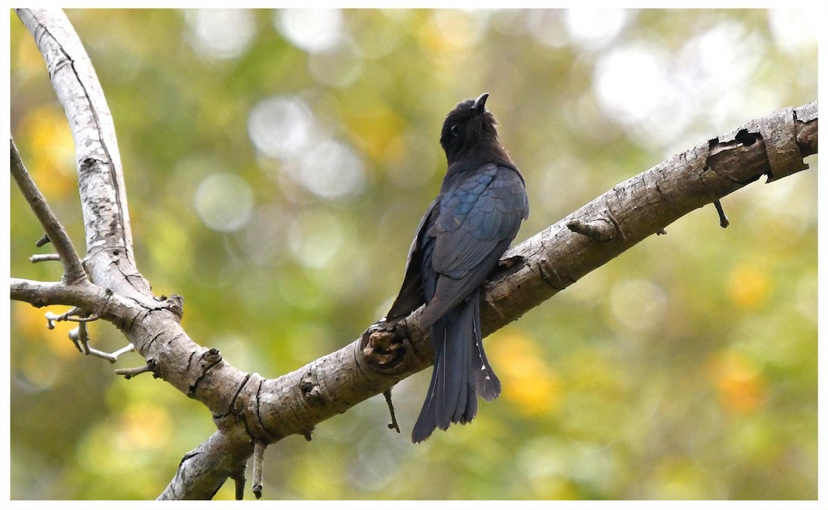 Square-tailed Drongo-Cuckoo - ML326517291