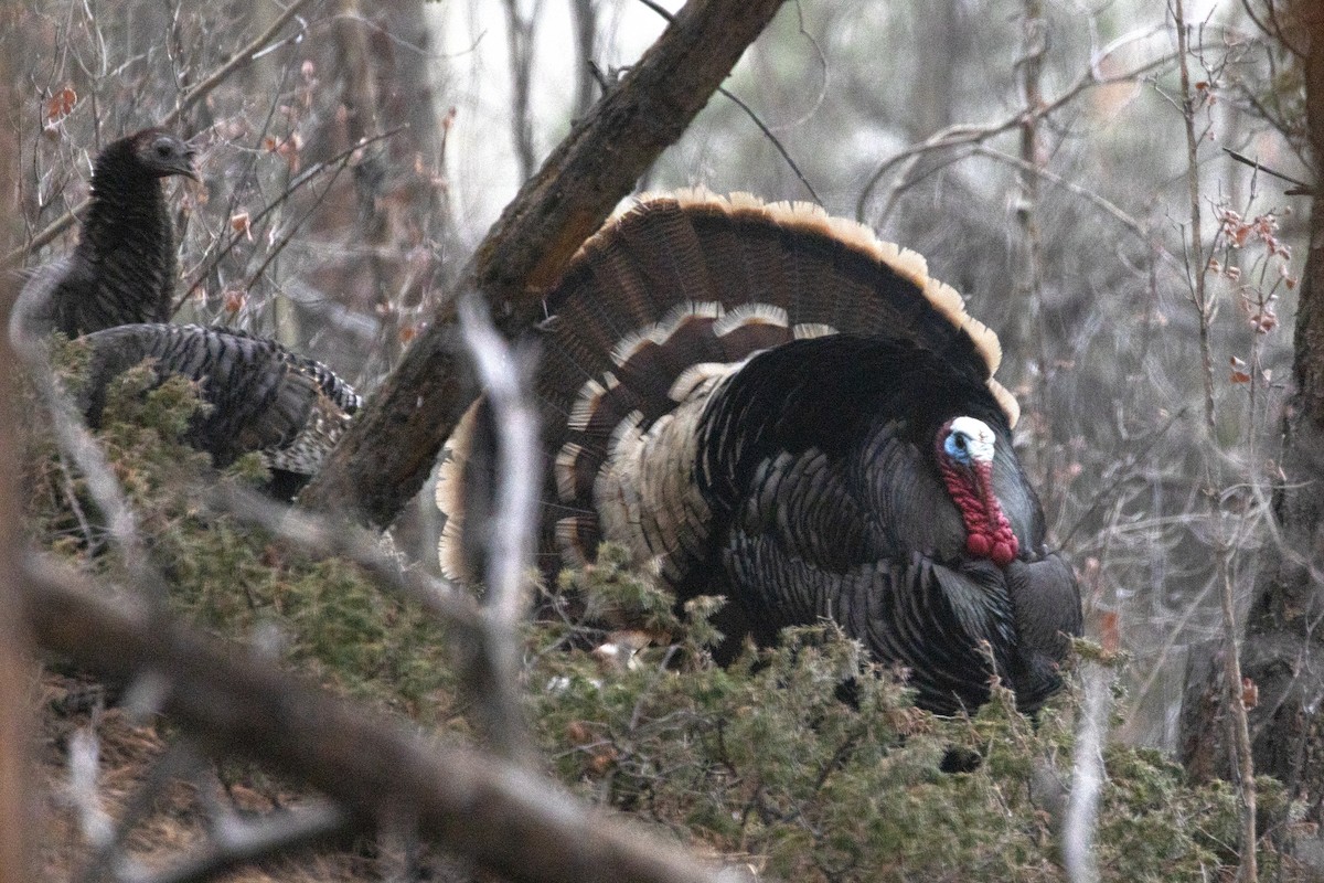 Wild Turkey - ML326518181