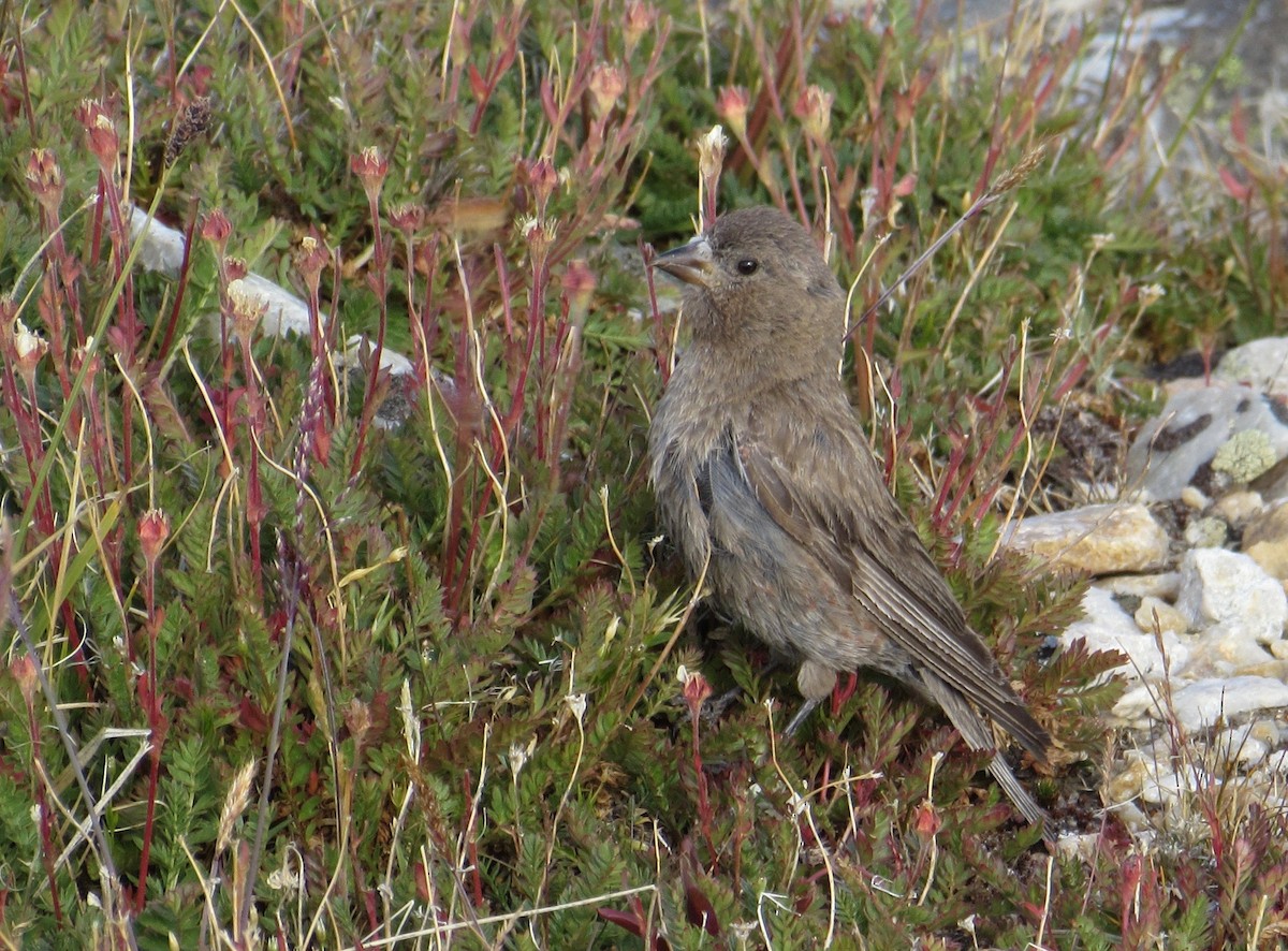 Brown-capped Rosy-Finch - A Zerbe