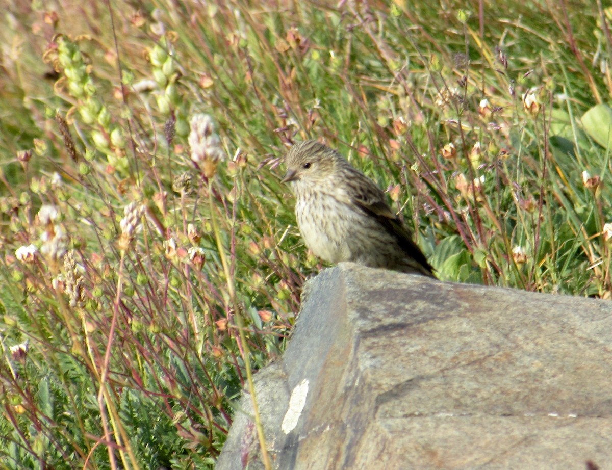 Pine Siskin - ML32651941