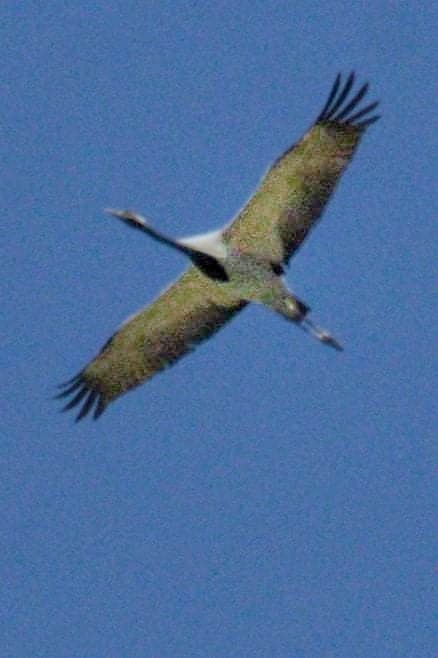 Demoiselle Crane - ML326519821