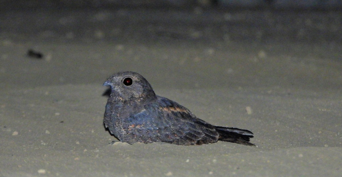 Savanna Nightjar - ML326519931