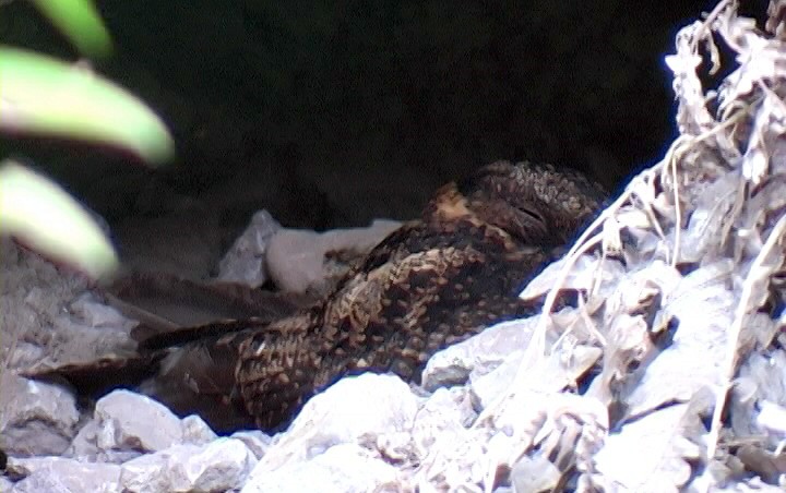 Lyre-tailed Nightjar - ML326520521