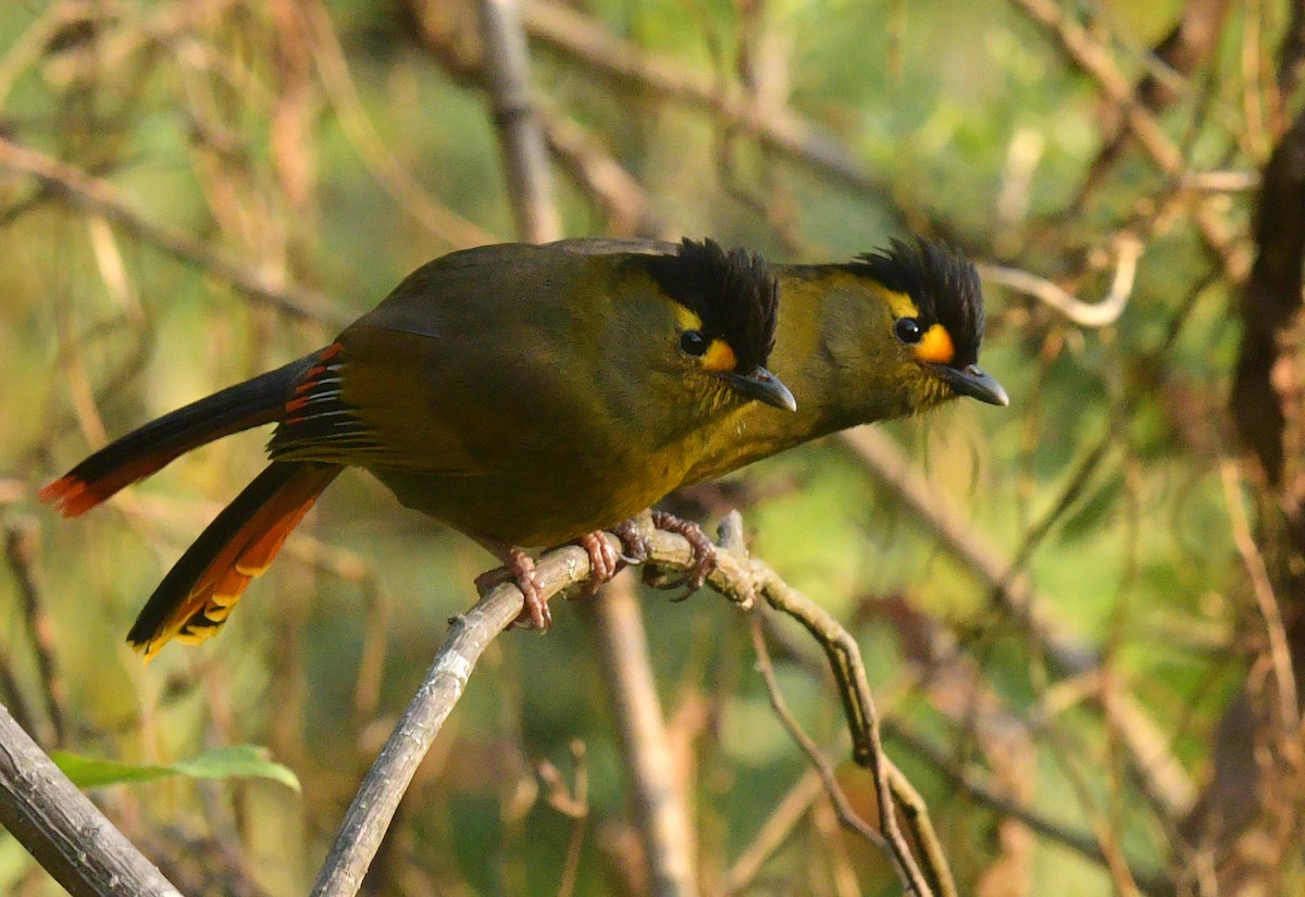 Bugun Liocichla - ML326520921