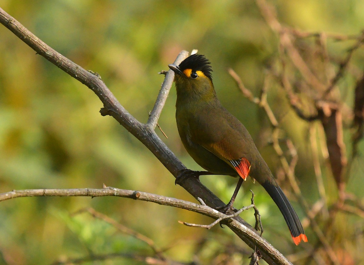 Bugun Liocichla - ML326521351