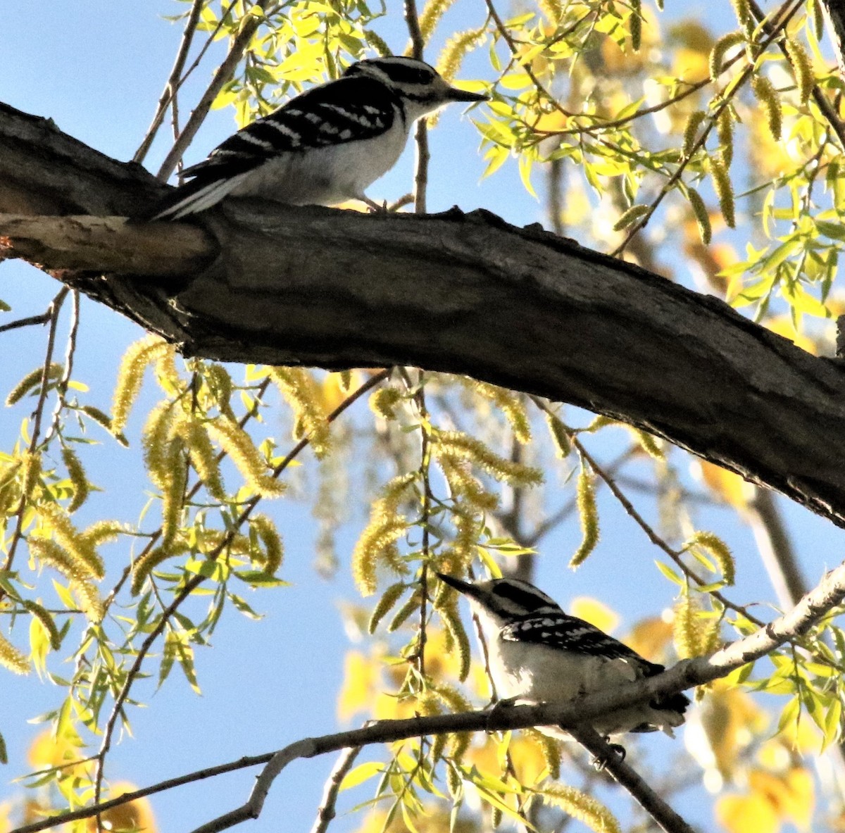 Hairy Woodpecker - ML326521931