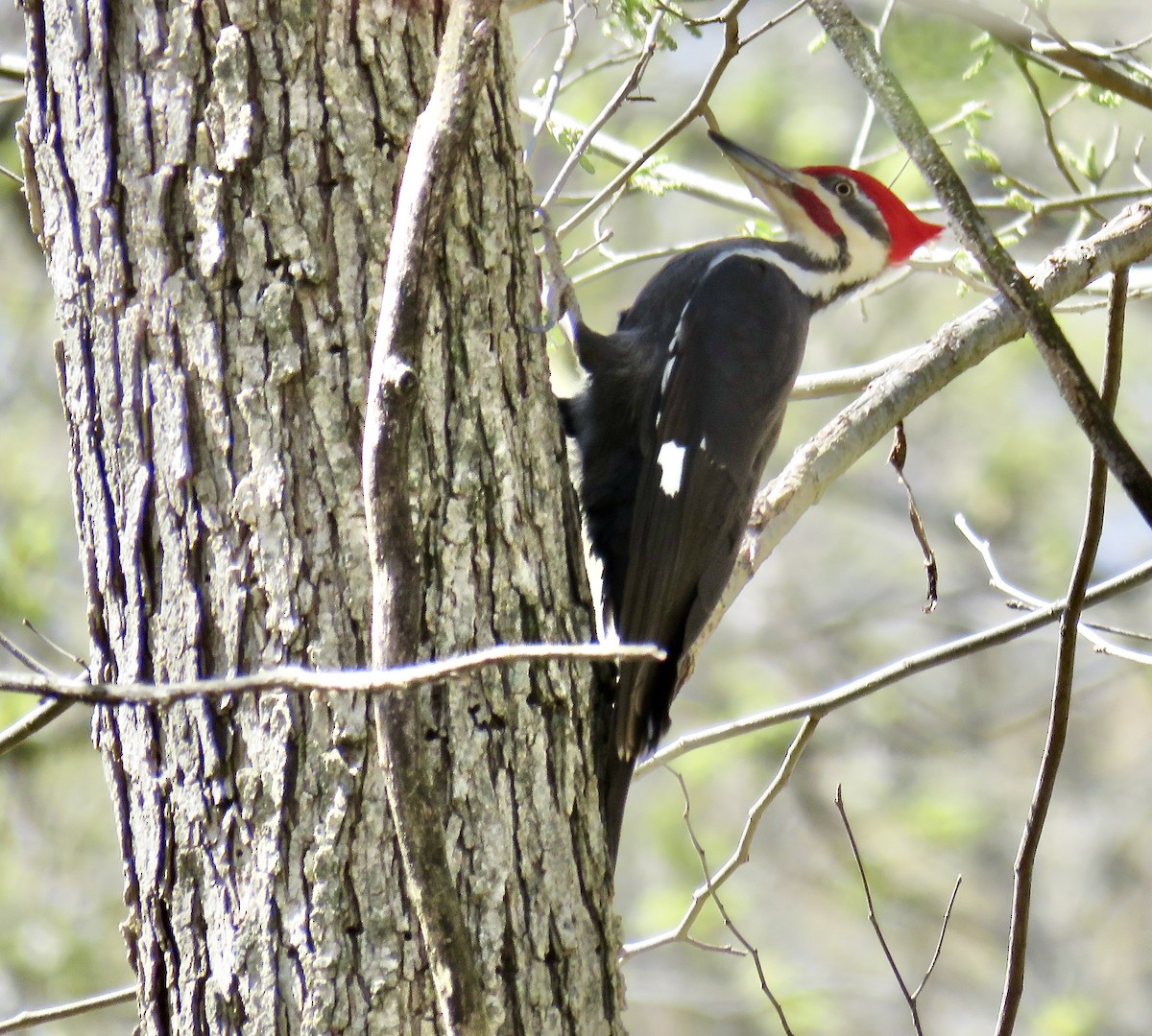 Pileated Woodpecker - ML326522961