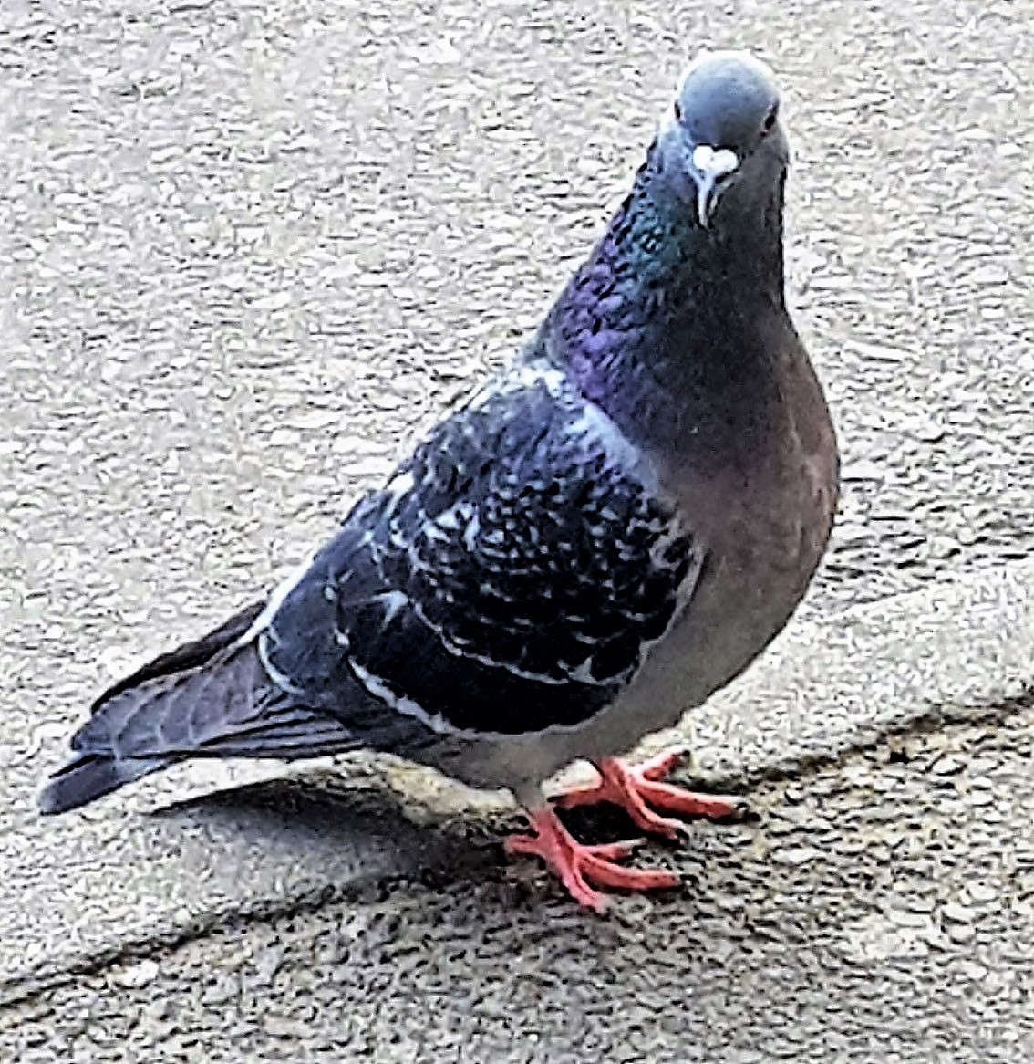 Rock Pigeon - ML326523221