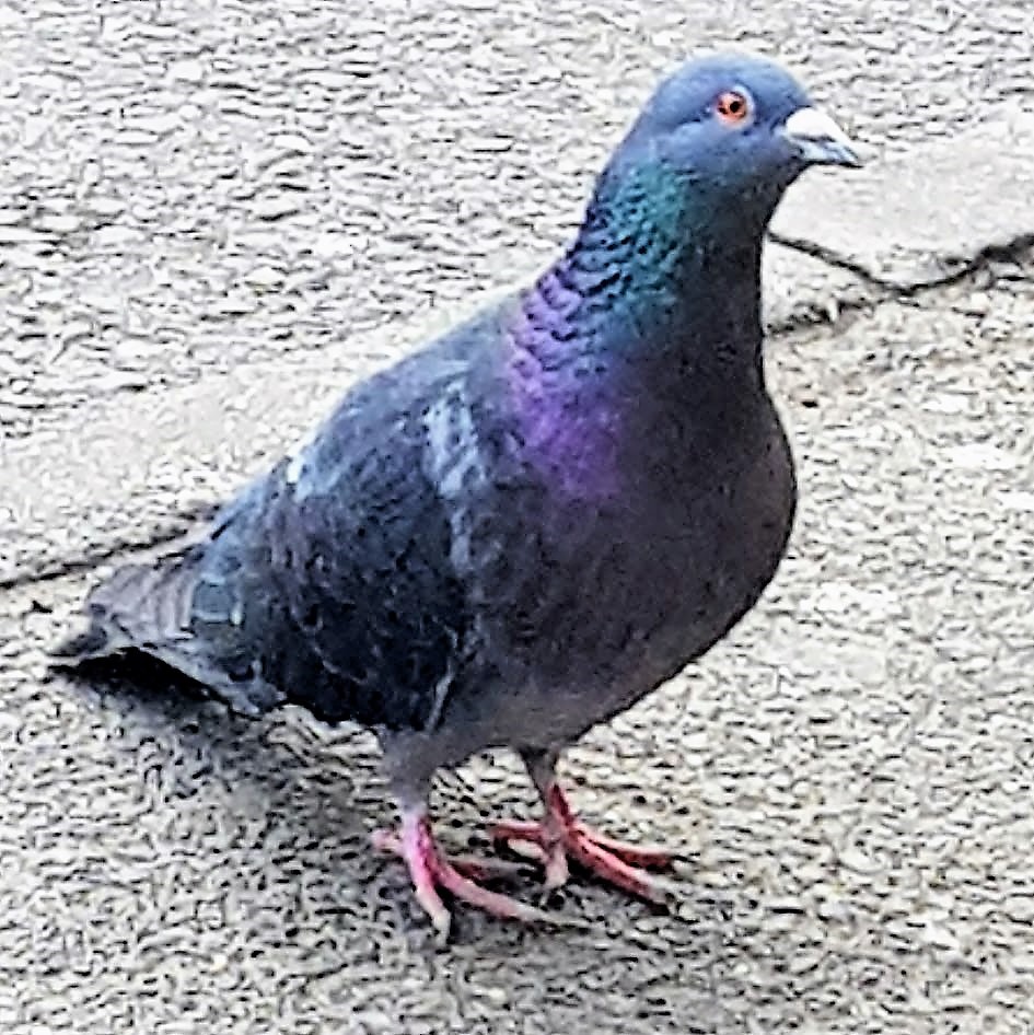 Rock Pigeon - ML326523231
