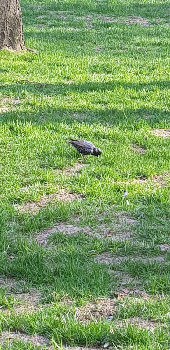 European Starling - ML326523271