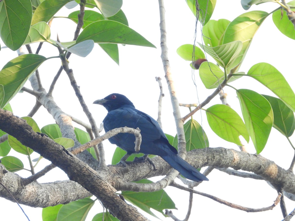 Asian Koel - ML326523821