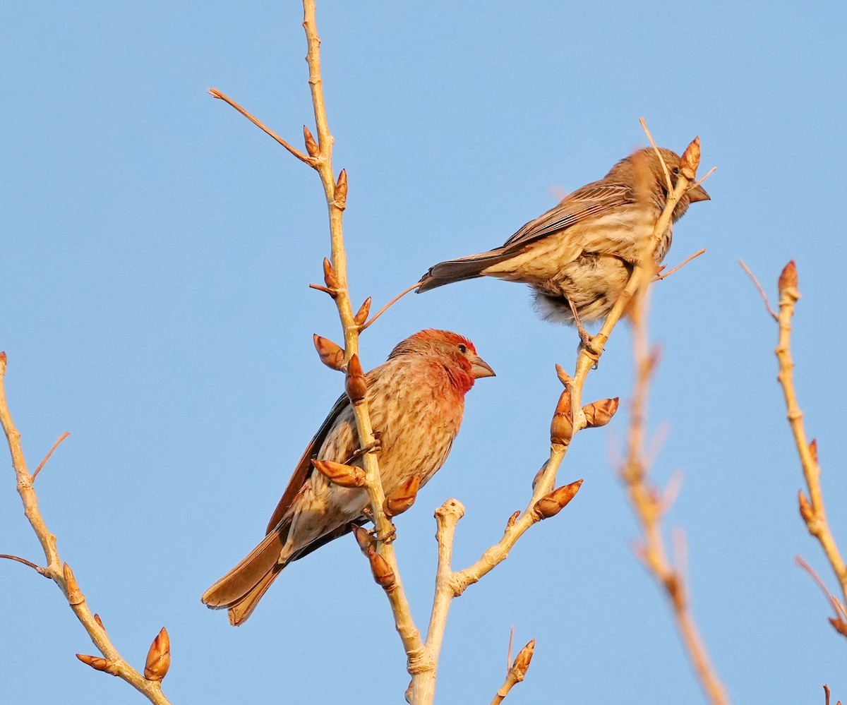 House Finch - ML326524351