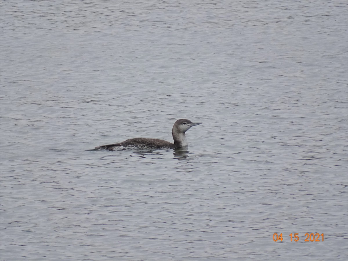 Red-throated Loon - ML326526231