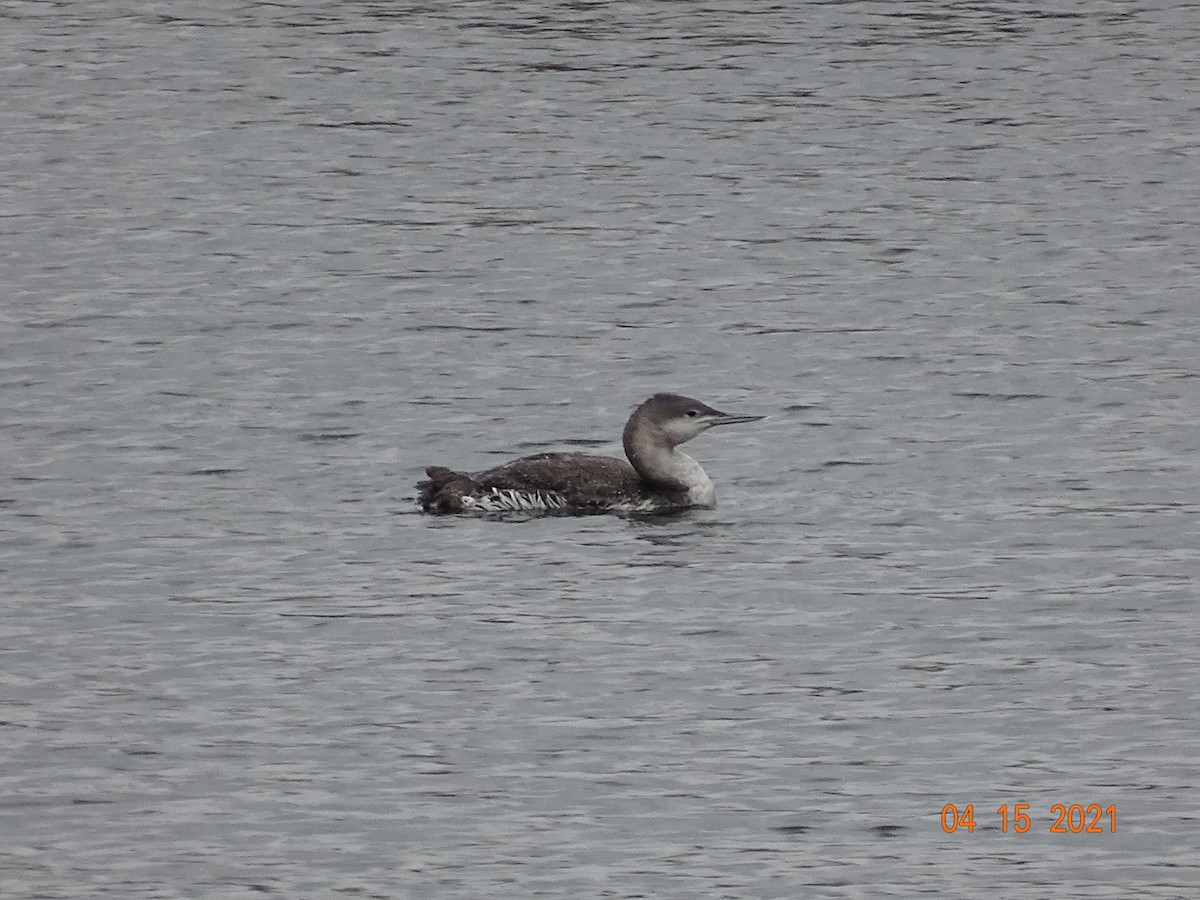 Red-throated Loon - ML326526251