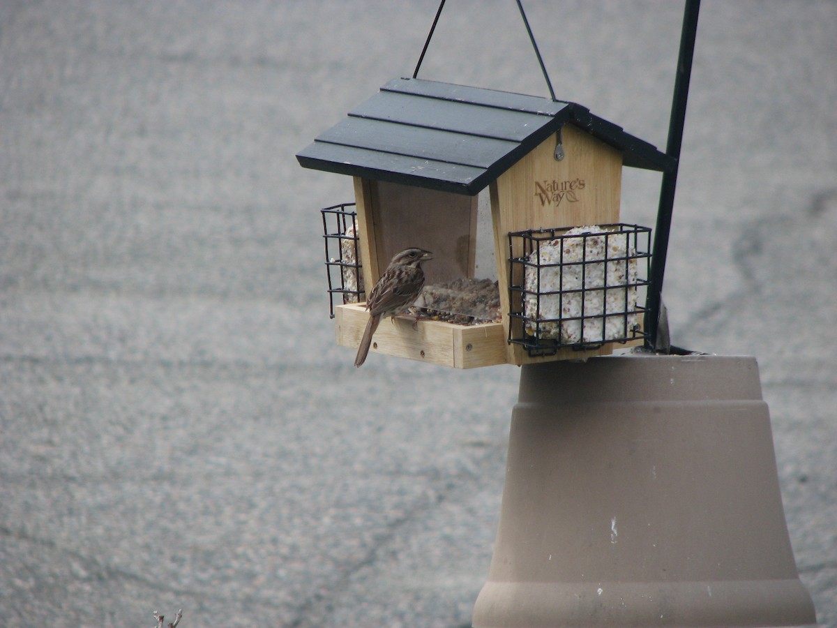 Chipping Sparrow - ML326527261