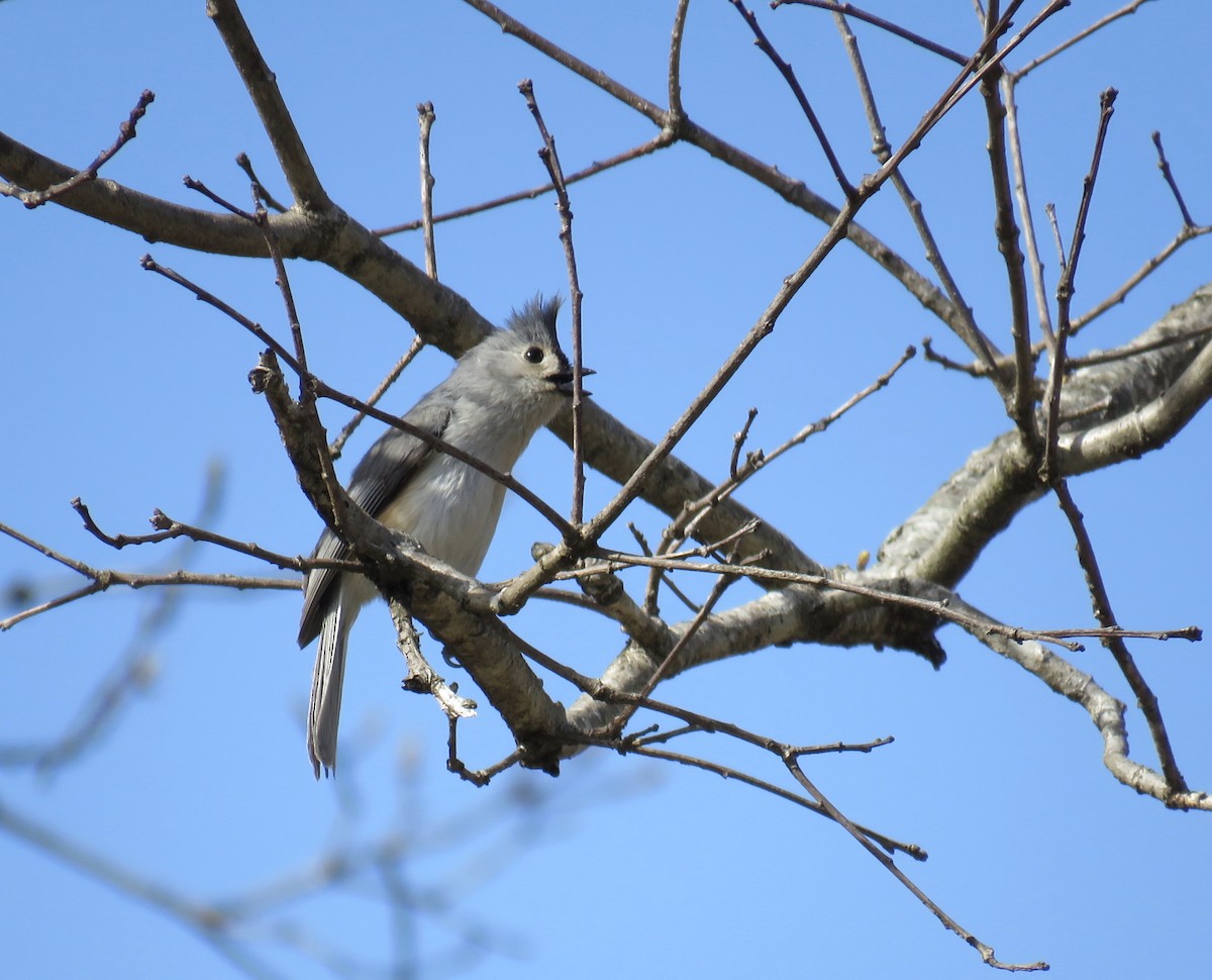 Tufted Titmouse - ML326527801