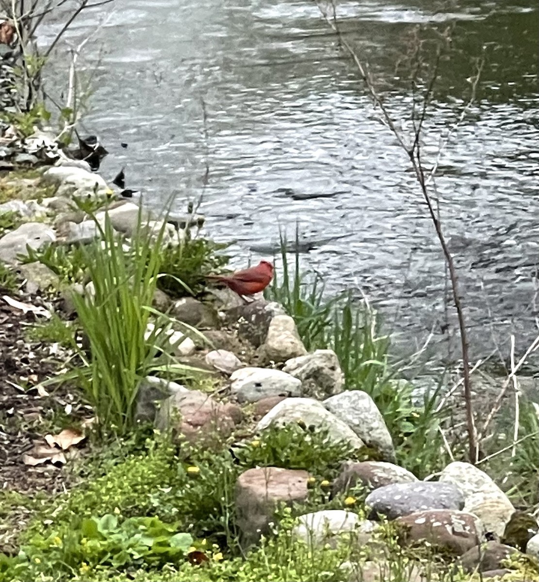 Kırmızı Kardinal - ML326527891