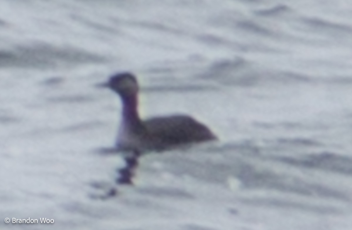 Red-necked Grebe - ML326529281