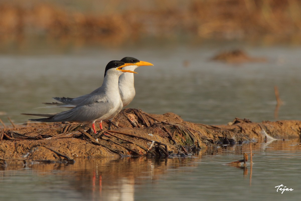 River Tern - tejas k rao