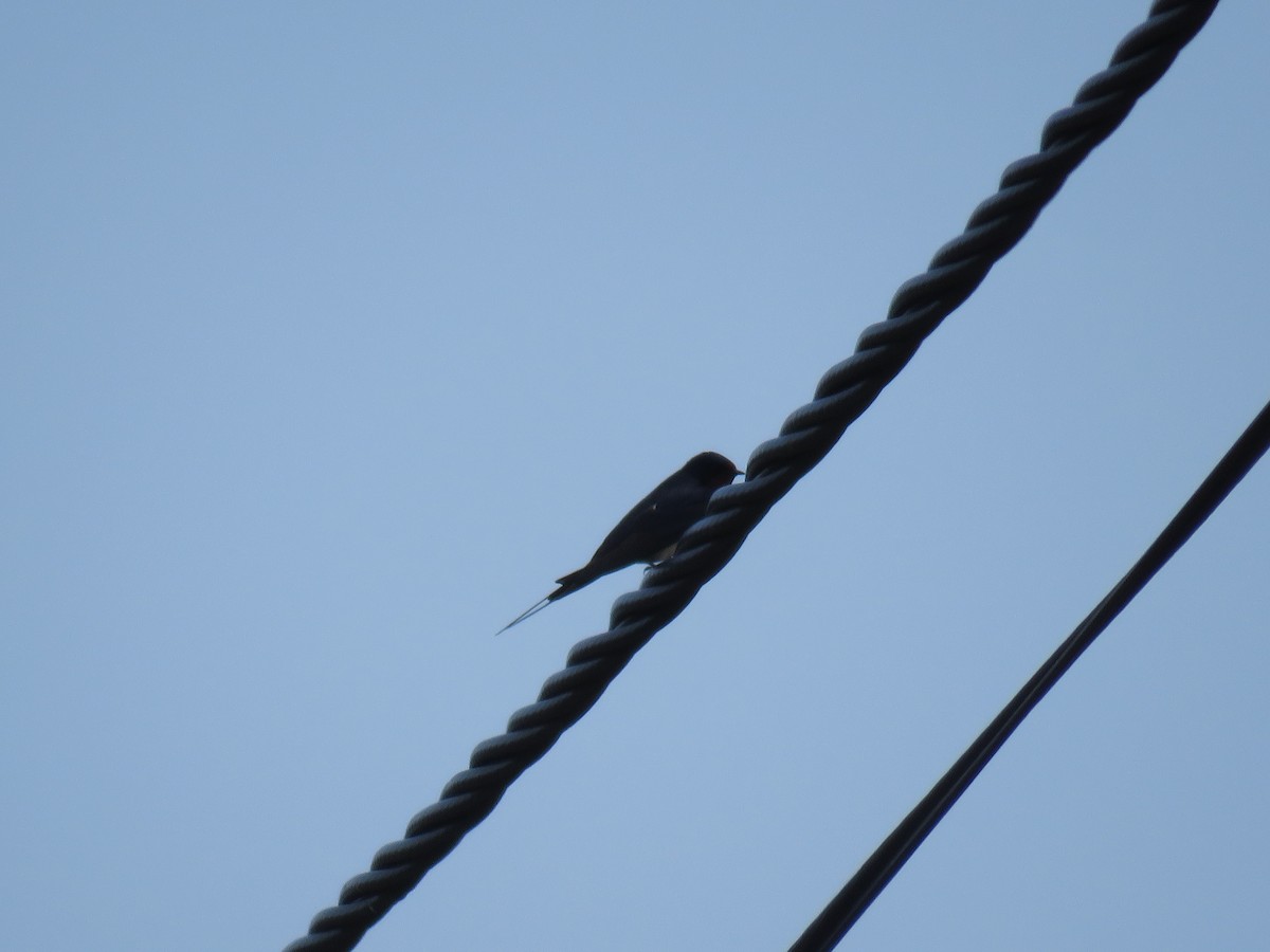 Barn Swallow - ML326531091