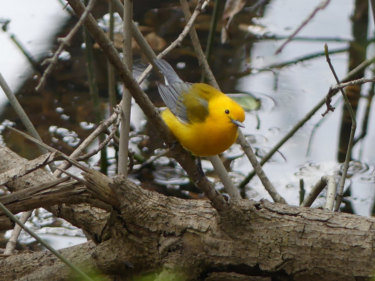 Prothonotary Warbler - ML326532191