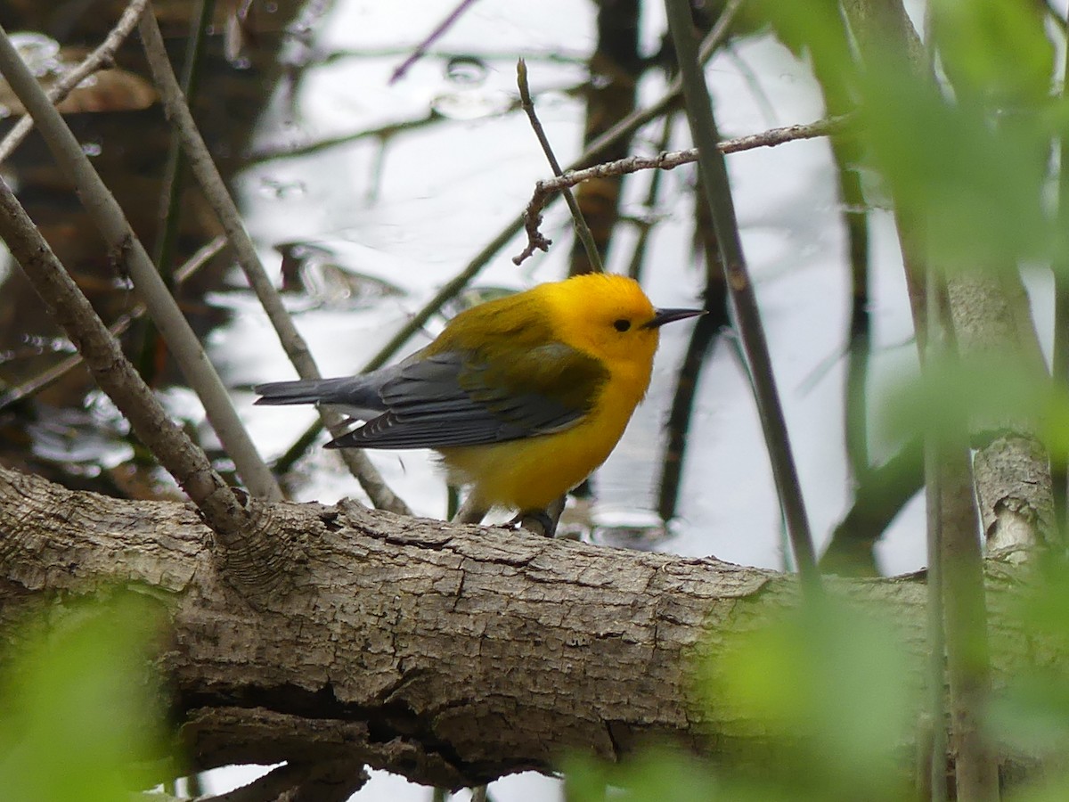 Prothonotary Warbler - ML326532201