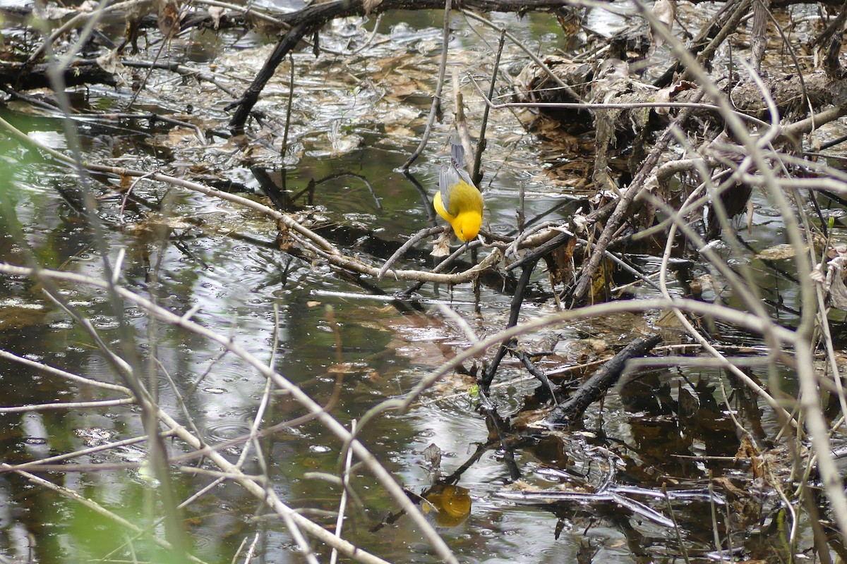 Prothonotary Warbler - ML326532231