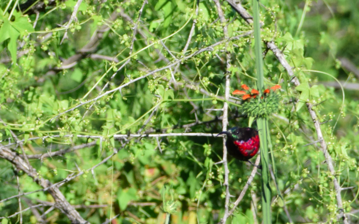 Scarlet-chested Sunbird - Jacob Henry