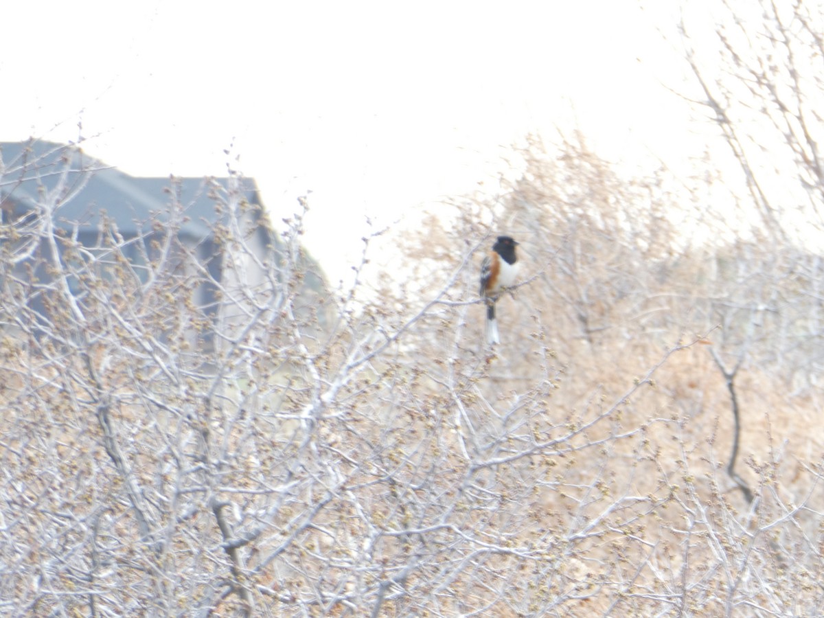 Spotted Towhee - ML326534471