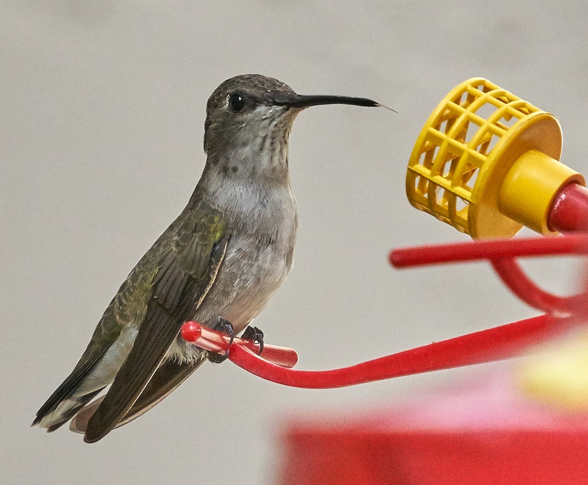 Black-chinned Hummingbird - Brooke Miller