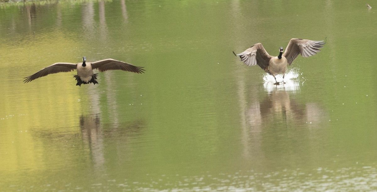 Canada Goose - ML326534981