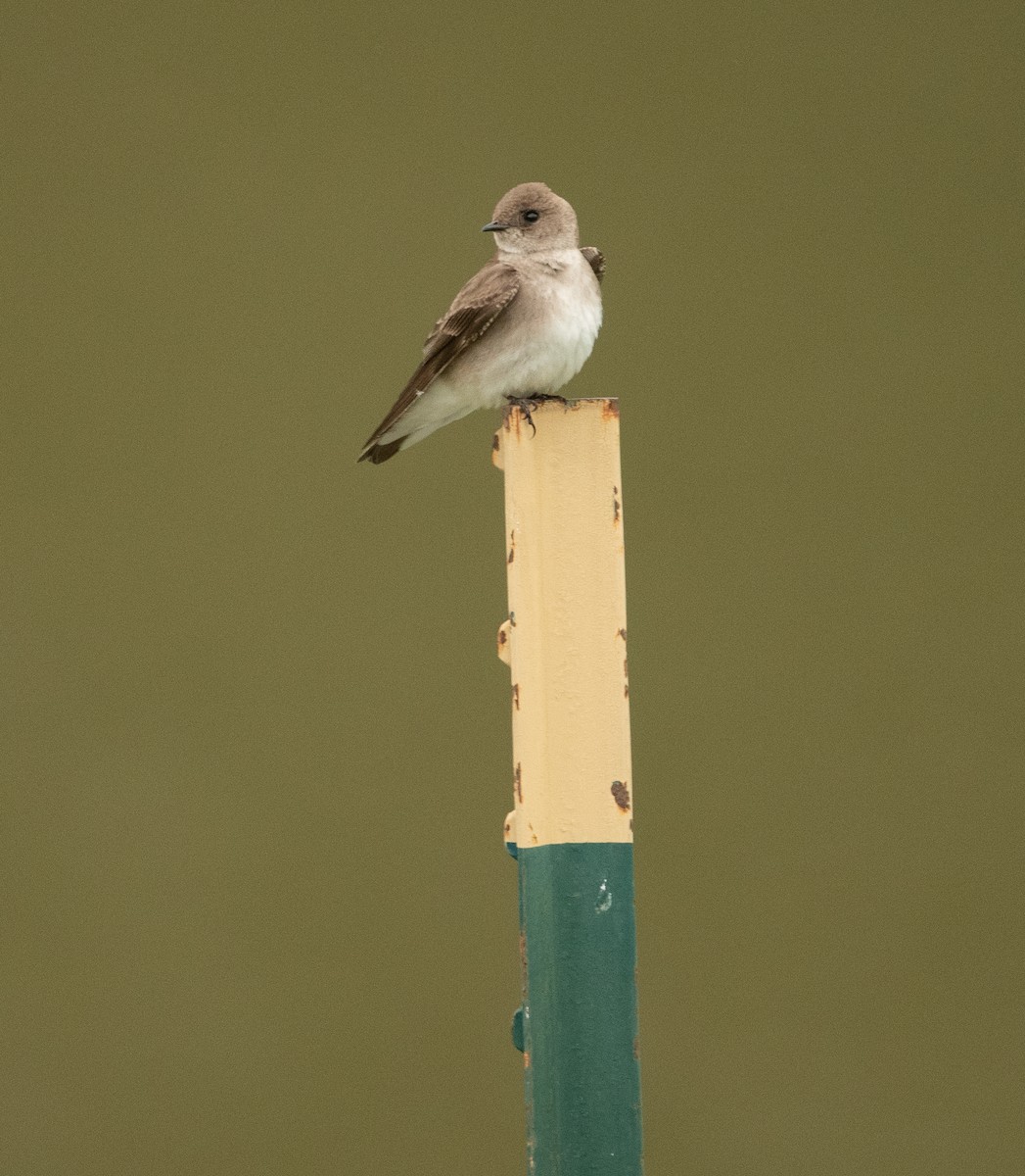 Northern Rough-winged Swallow - Joe Donahue