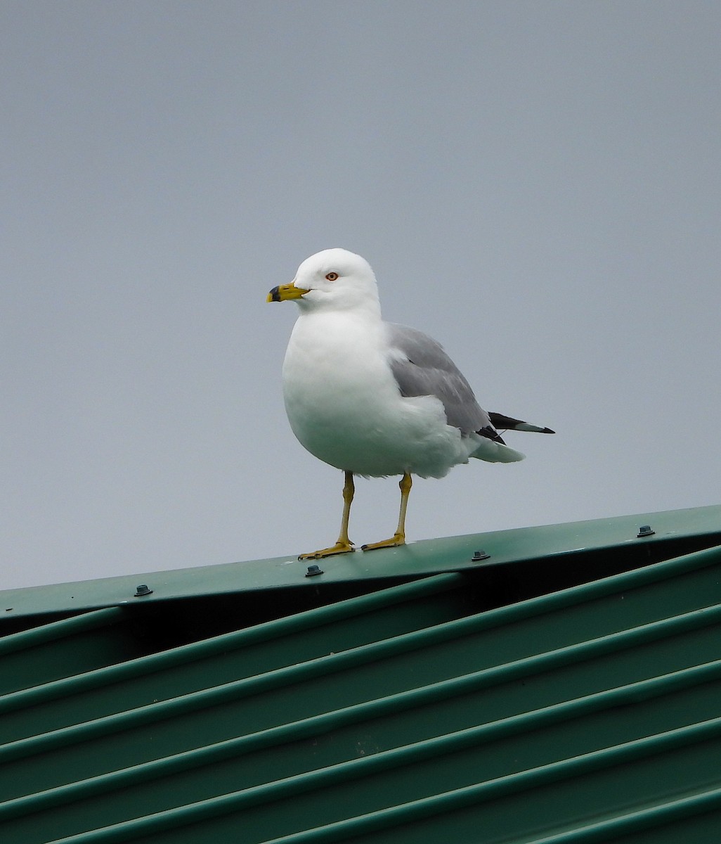 Ring-billed Gull - Scott Sneed