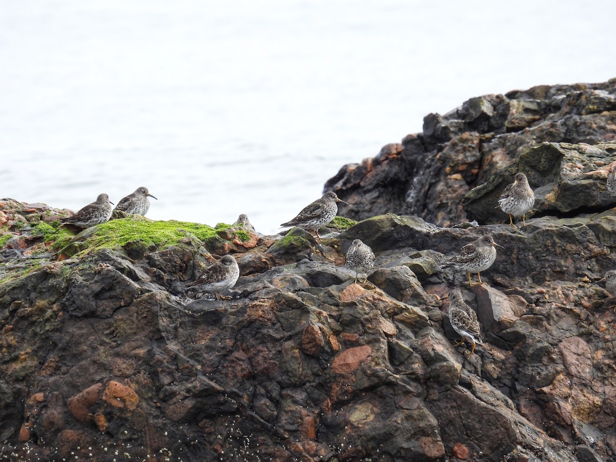 Purple Sandpiper - ML326538911