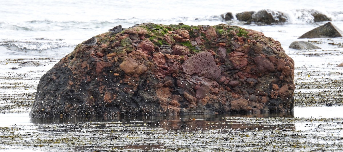 Purple Sandpiper - ML326538931