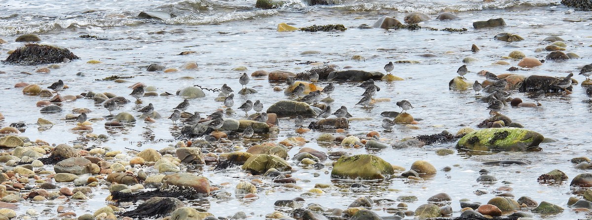 Purple Sandpiper - ML326538991