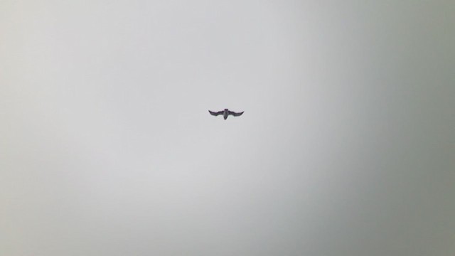 Aigle à ventre roux - ML326539391