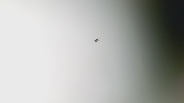 Aigle à ventre roux - ML326539441