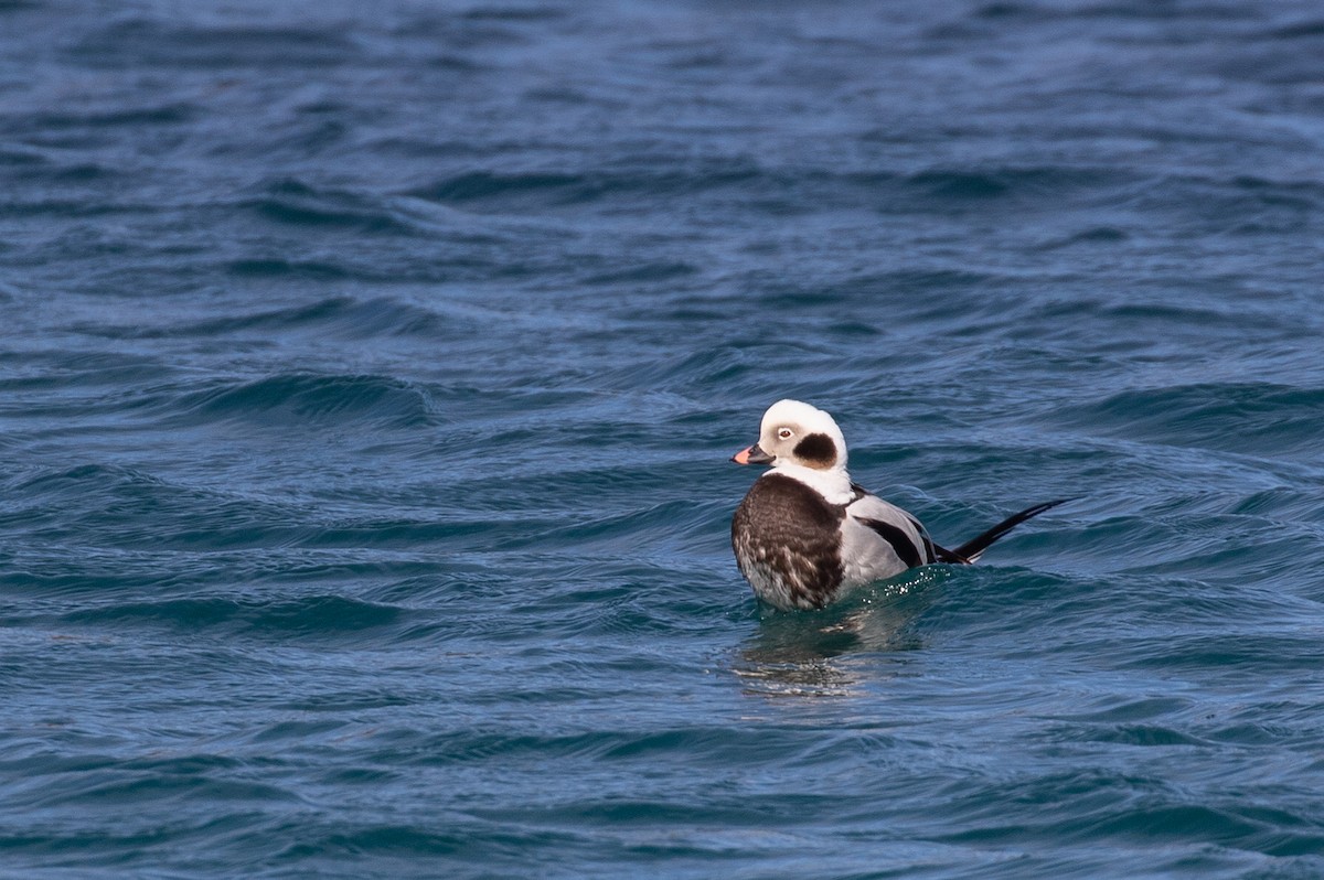 Long-tailed Duck - ML326541241