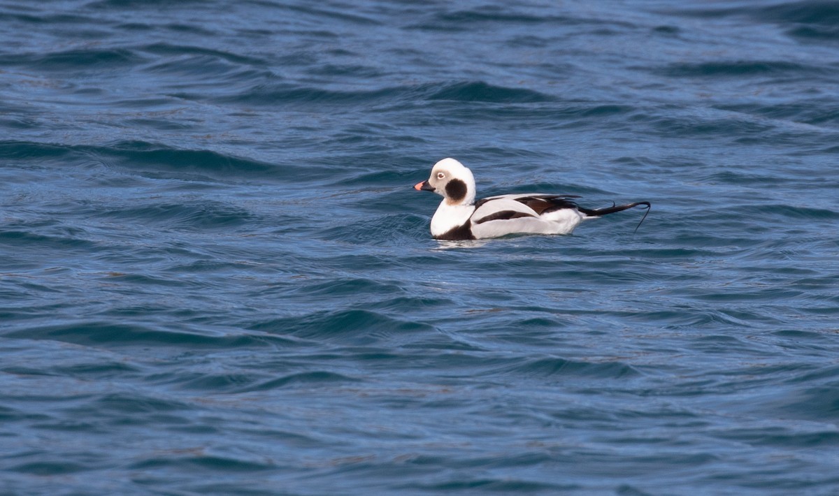 Long-tailed Duck - ML326541251