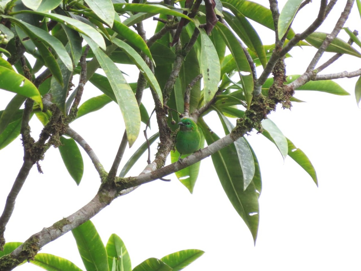 Orange-eared Tanager - ML326544741