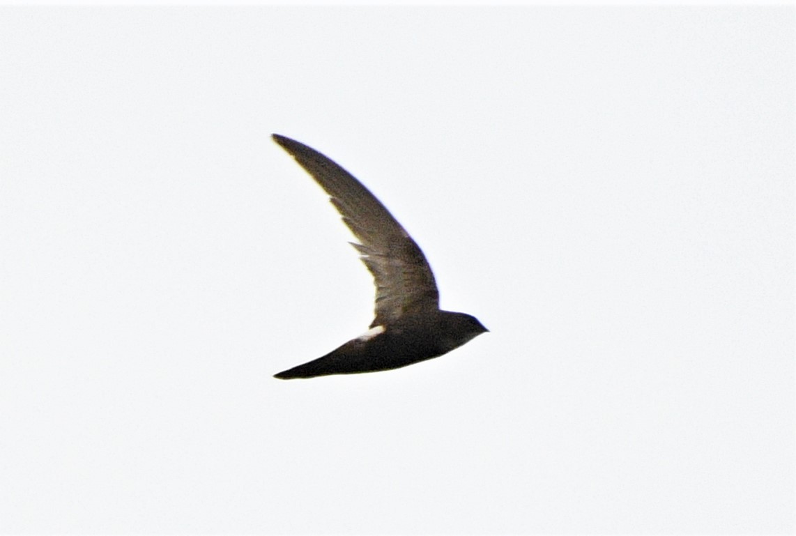 Blyth's Swift - Mohamed Ansar