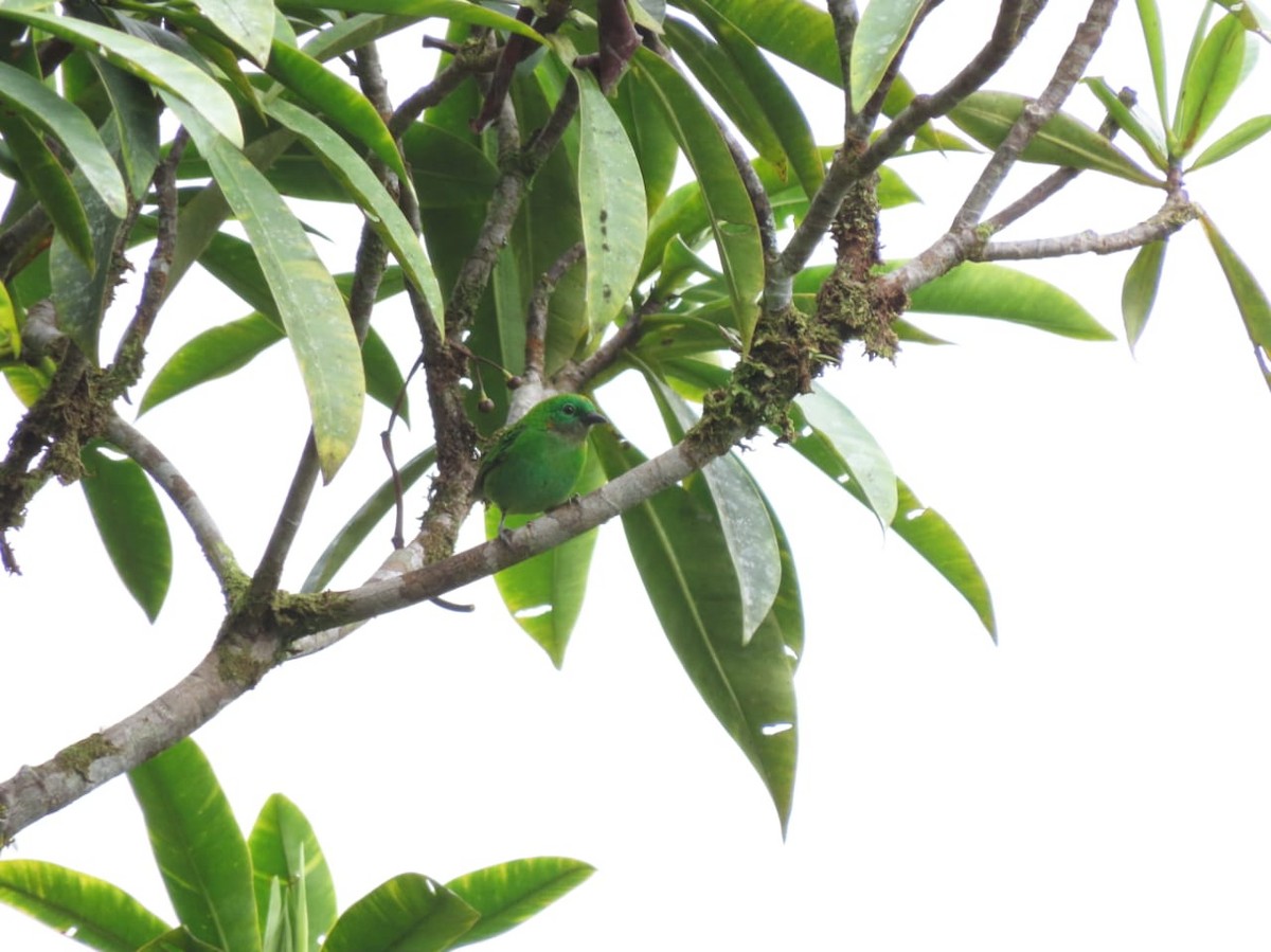 Orange-eared Tanager - ML326544851