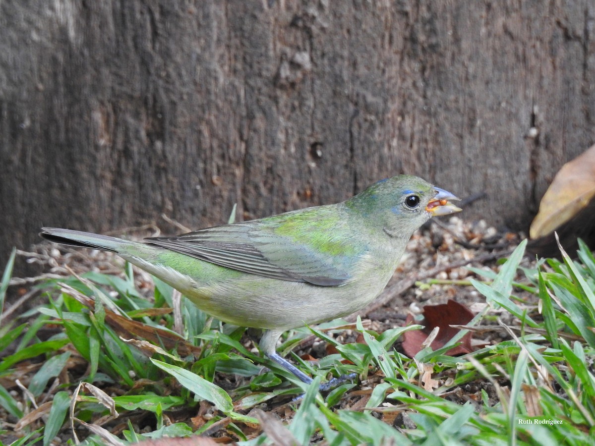 Painted Bunting - ML326545451