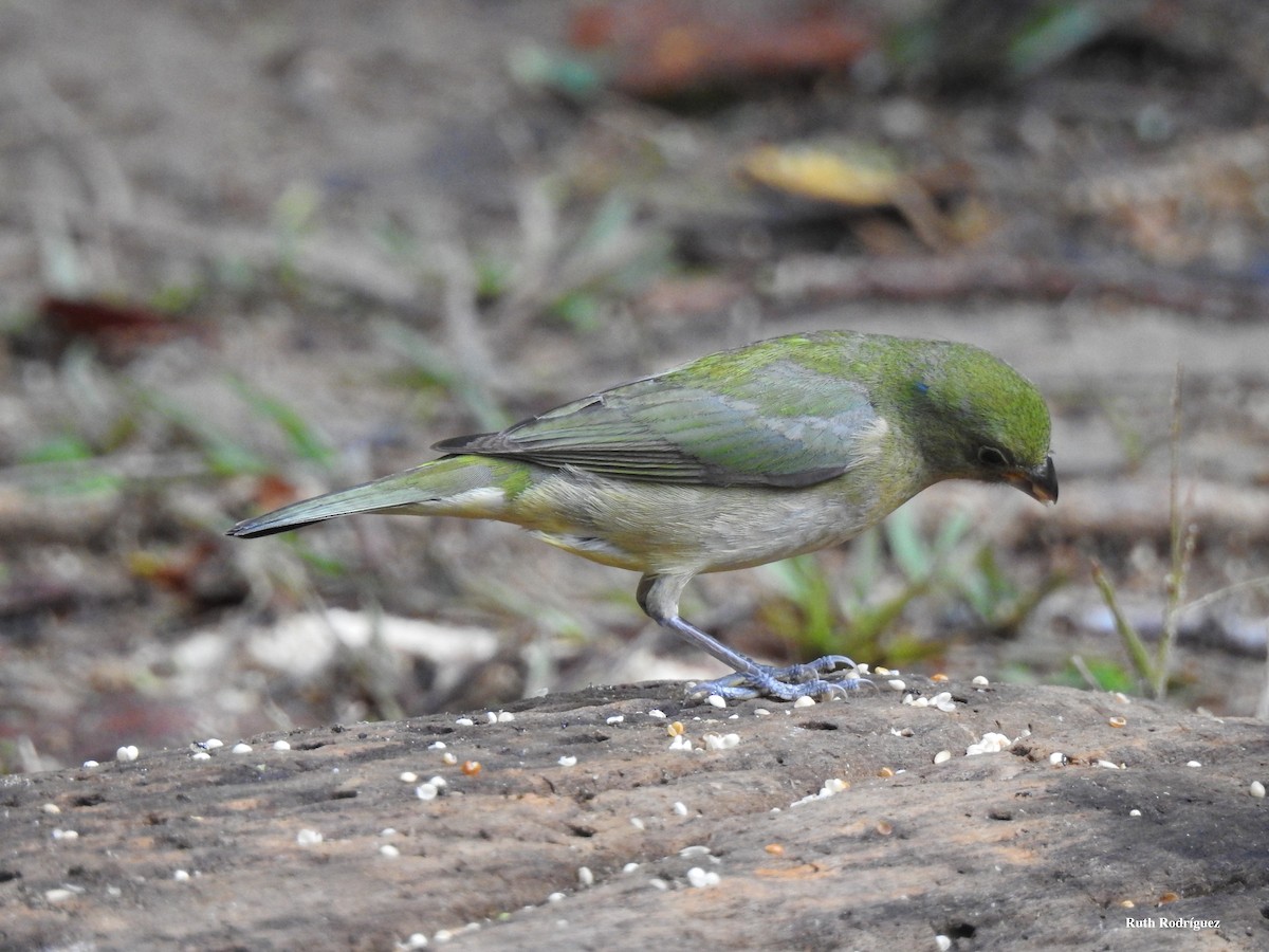 Painted Bunting - ML326545881