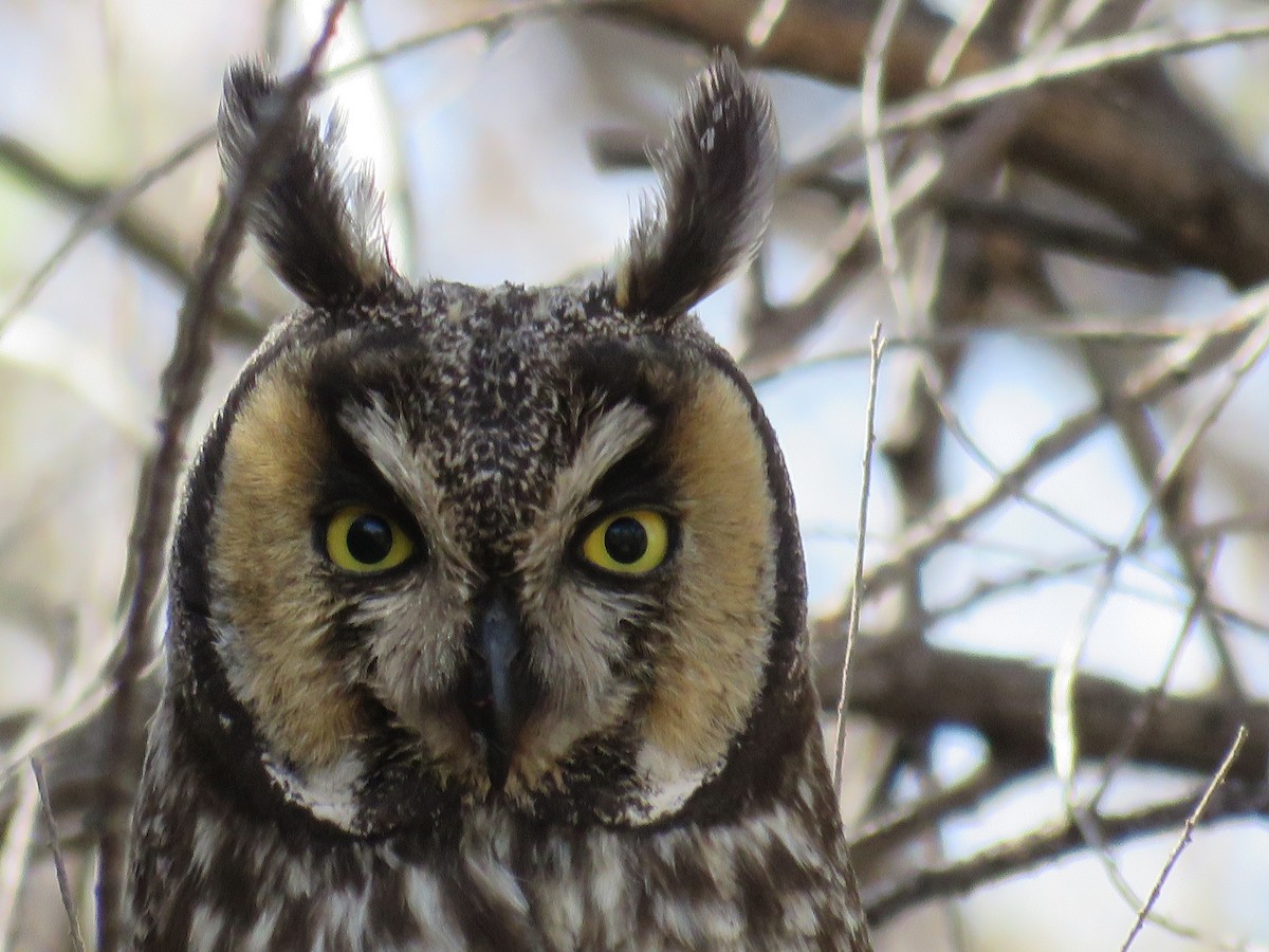Long-eared Owl - ML326546631