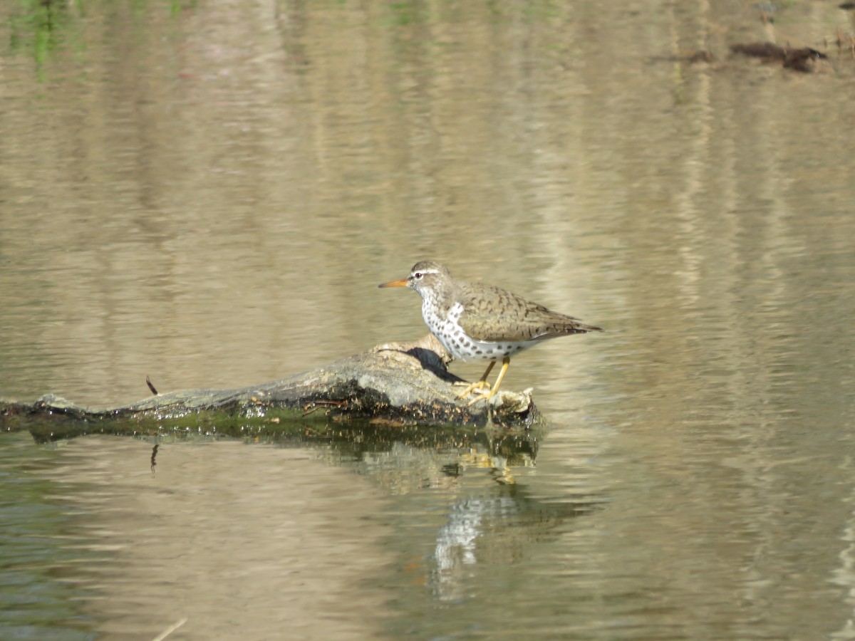 Spotted Sandpiper - Jared Gorrell