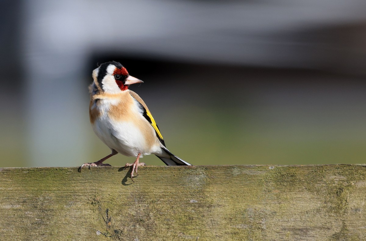 European Goldfinch - ML326548331